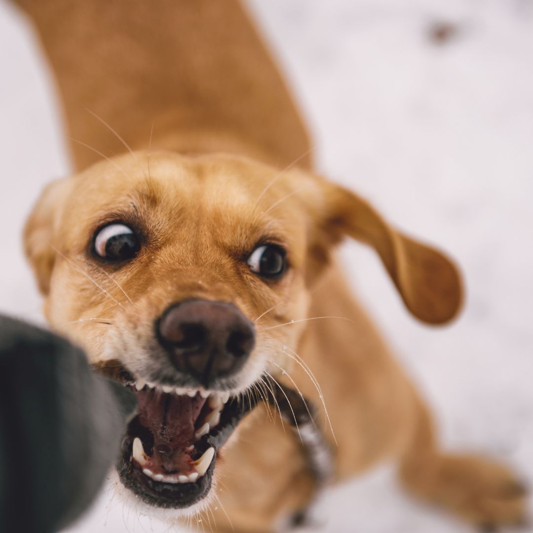 Pet, Dog and Cat